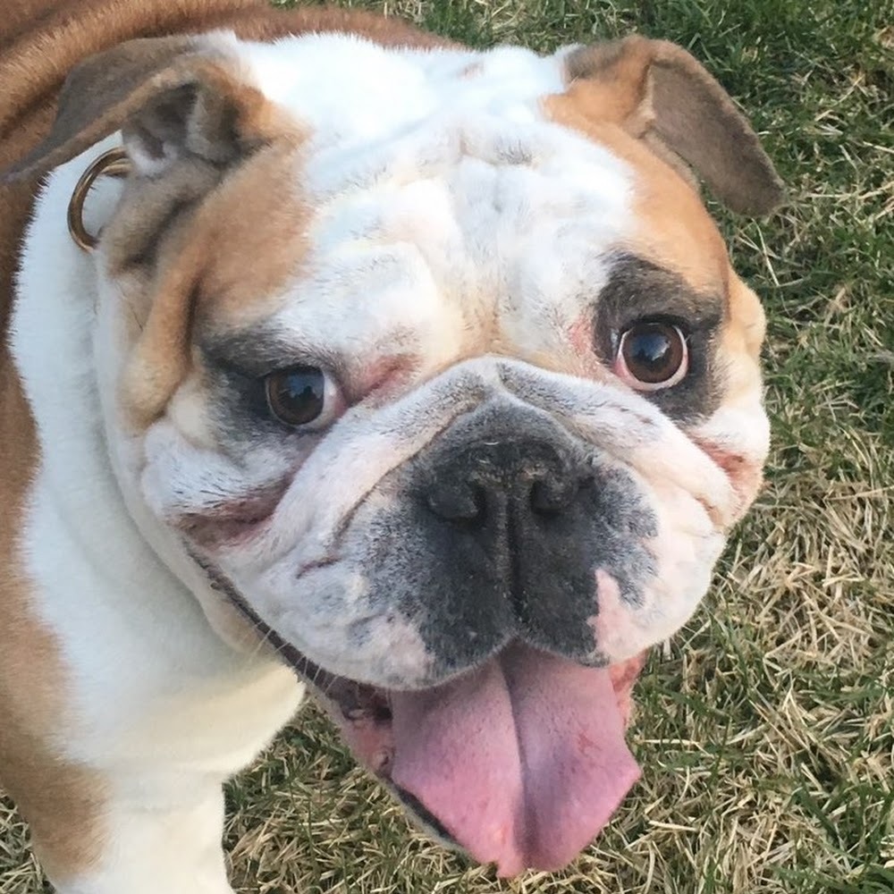 Meet your Posher, George